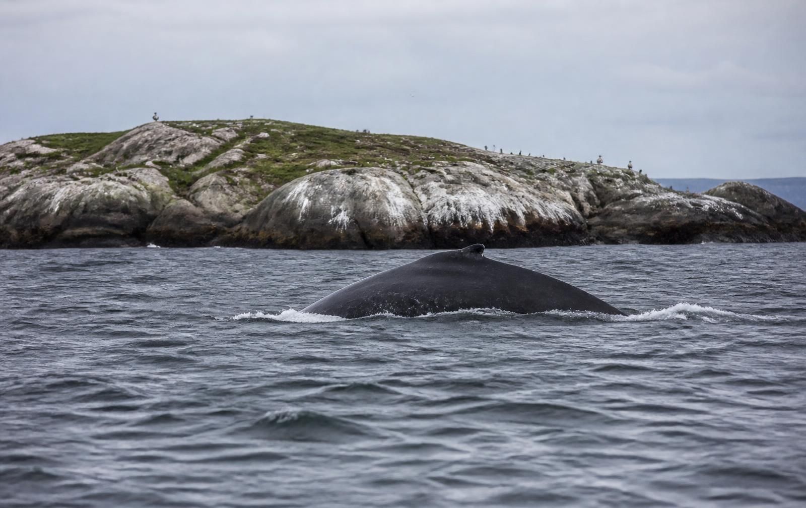 A humpback whale surfacing in the North Atlantic at a distance, with a rocky seabird island behind it